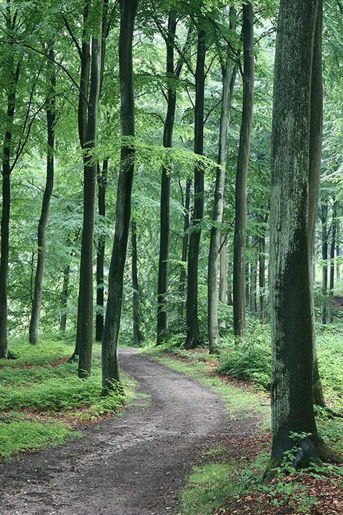 Statement of Core Values